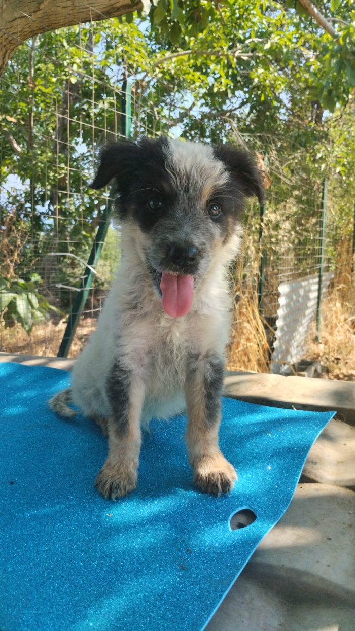 OLIX, SPLENDIDO DOLCE CUCCIOLINO, CERCA ADOZIONE 🏠