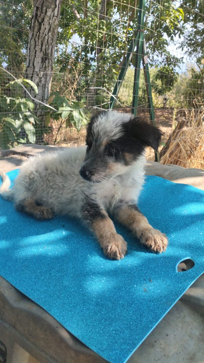 OLIX, SPLENDIDO DOLCE CUCCIOLINO, CERCA ADOZIONE 🏠