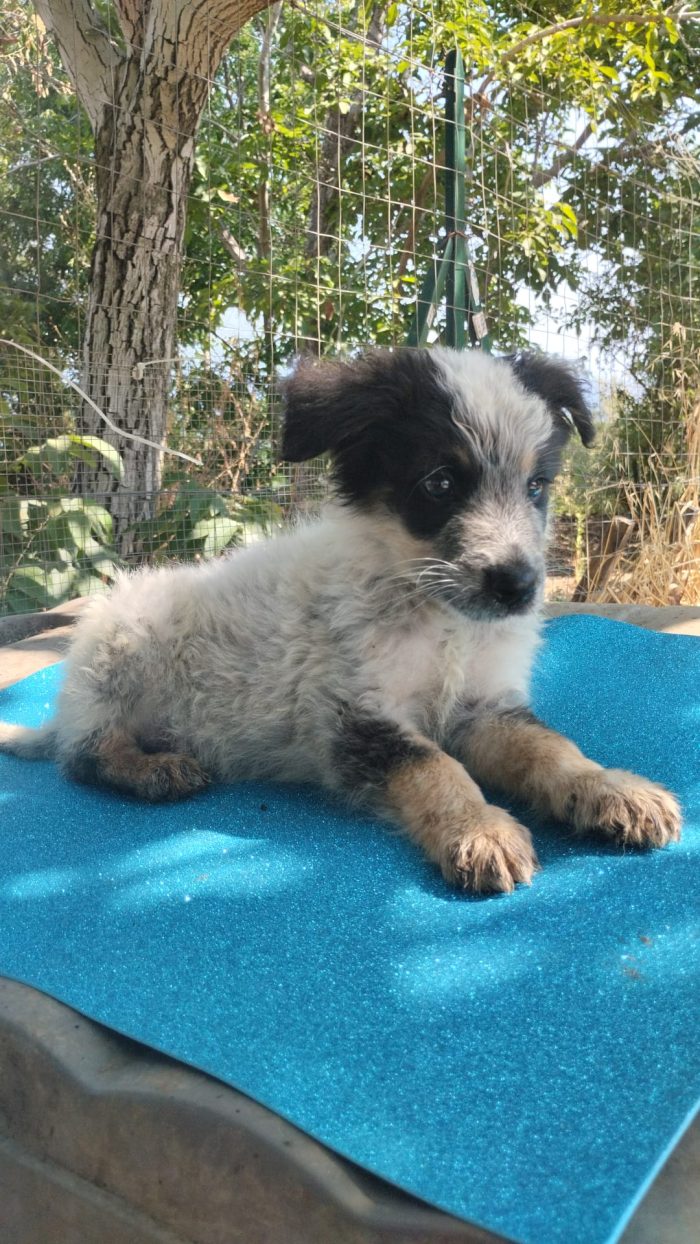OLIX, SPLENDIDO DOLCE CUCCIOLINO, CERCA ADOZIONE 🏠