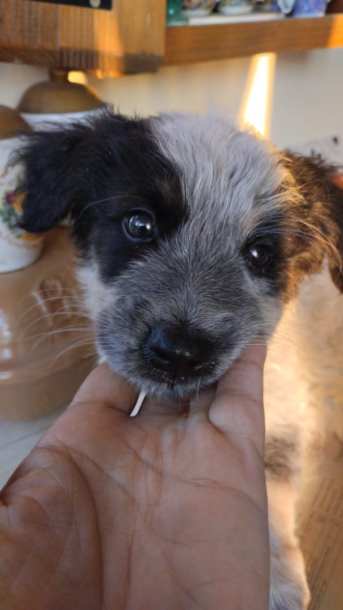 OLIX, SPLENDIDO DOLCE CUCCIOLINO, CERCA ADOZIONE 🏠 - media 6