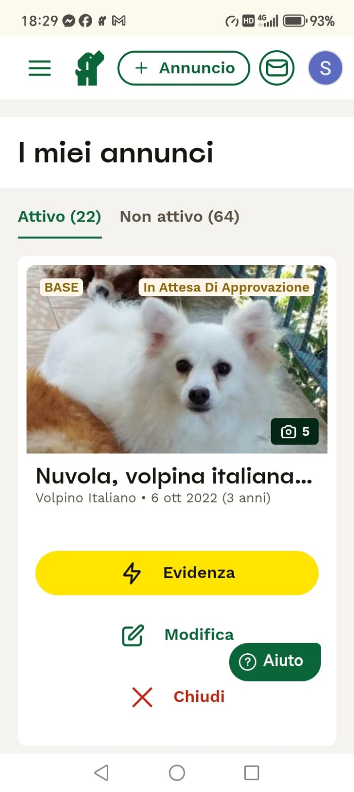 In adozione, volpino italiano 4 anni - media 4