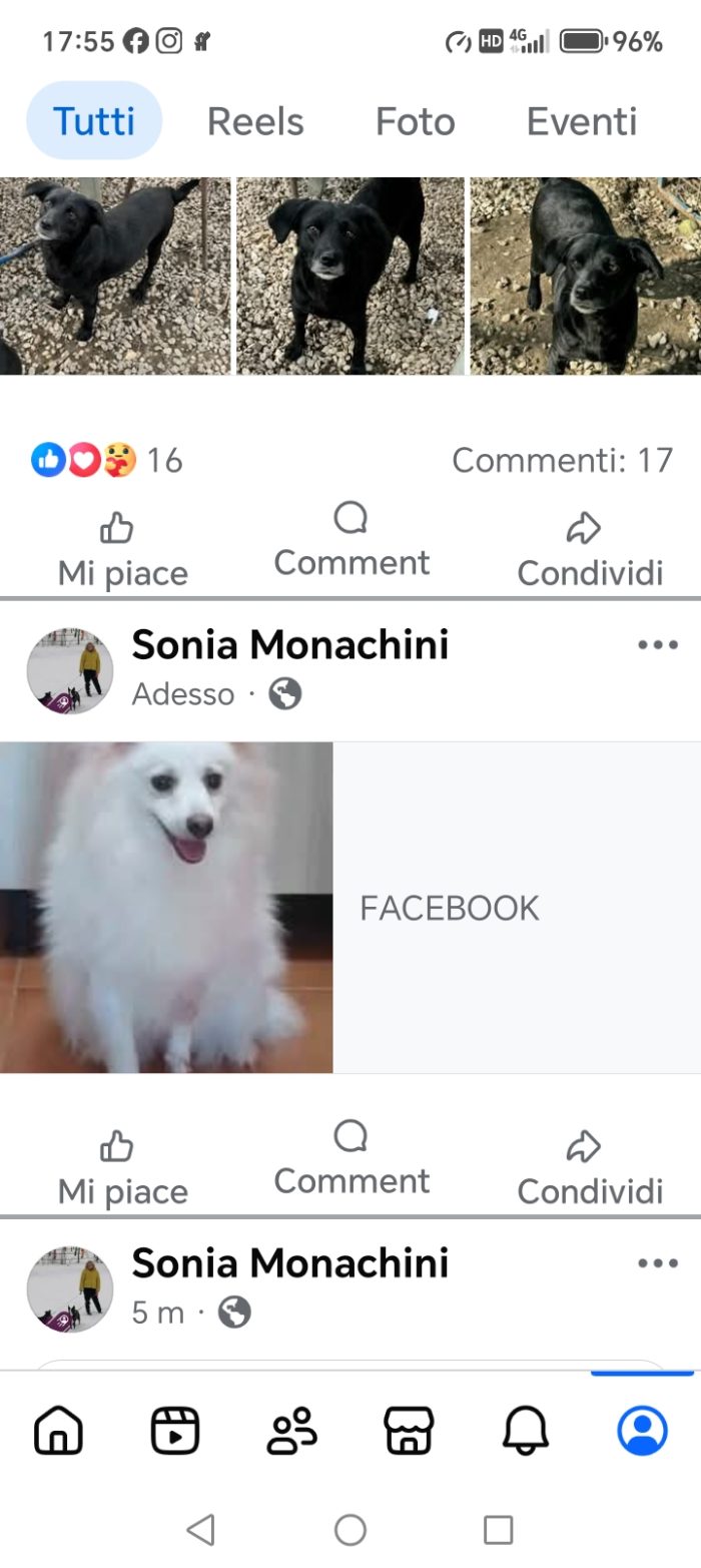 In adozione, volpino italiano 4 anni - media 10