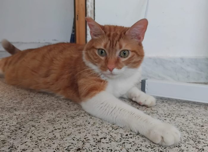 Ciccio,  meraviglioso gattone