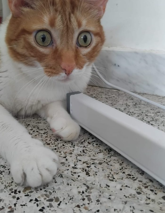 Ciccio,  meraviglioso gattone