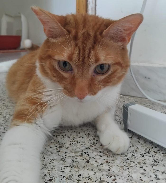 Ciccio,  meraviglioso gattone - media 4
