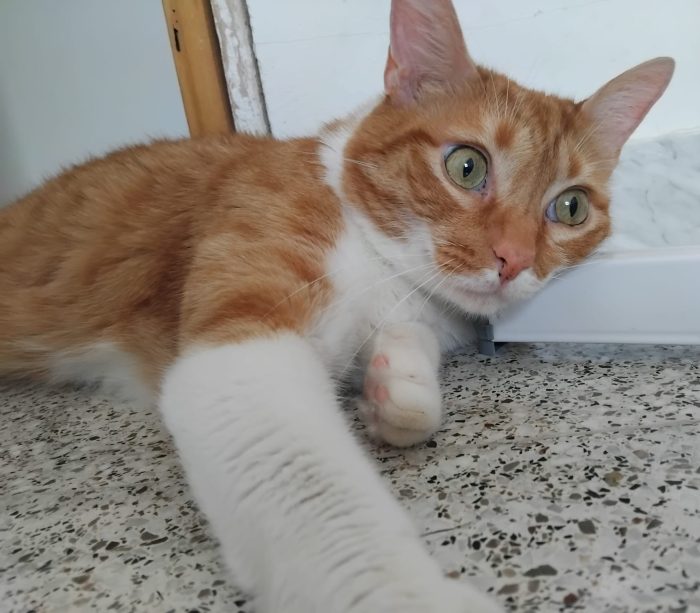 Ciccio,  meraviglioso gattone