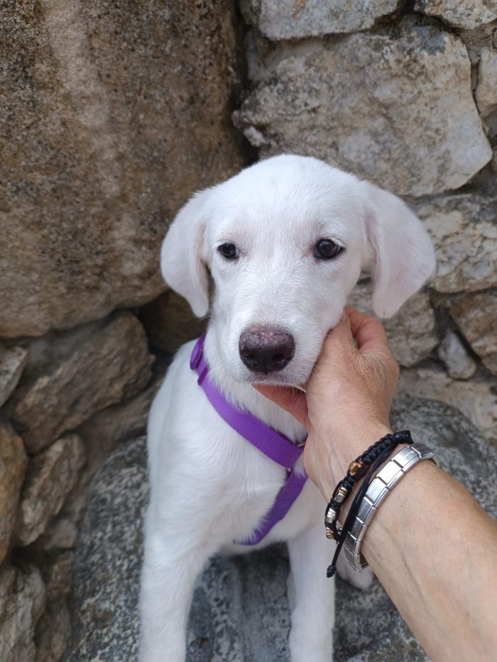 CUCCIOLA SIMIL LABRADOR, CERCA CONDIVISIONI E ADOZIONE 🏠 - media 4