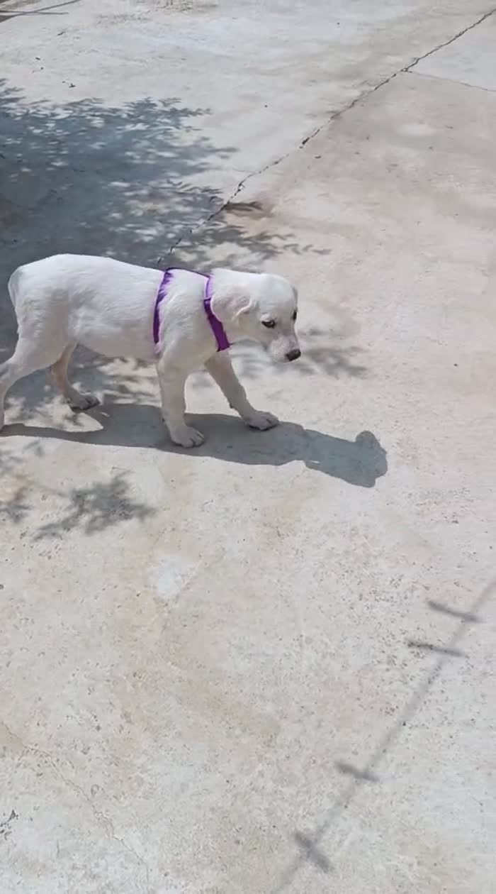 CUCCIOLA SIMIL LABRADOR, CERCA CONDIVISIONI E ADOZIONE 🏠 - media 6