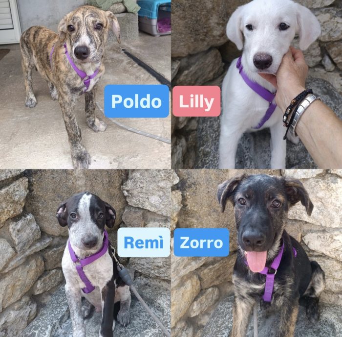 CUCCIOLOTTO SIMIL PASTORE, CERCA CONDIVISIONI E ADOZIONE 🏠 - media 7