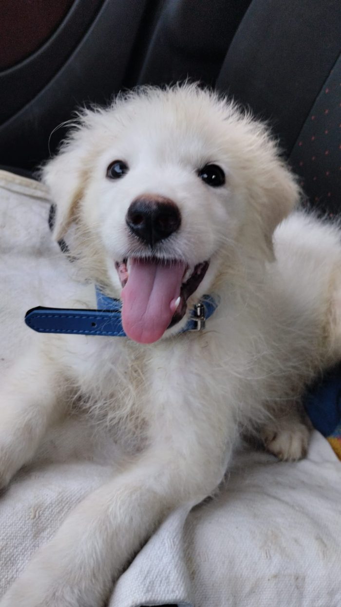 CUCCIOLINO DOLCE E SPLENDIDO  CERCA CONDIVISIONI E ADOZIONE 🏠