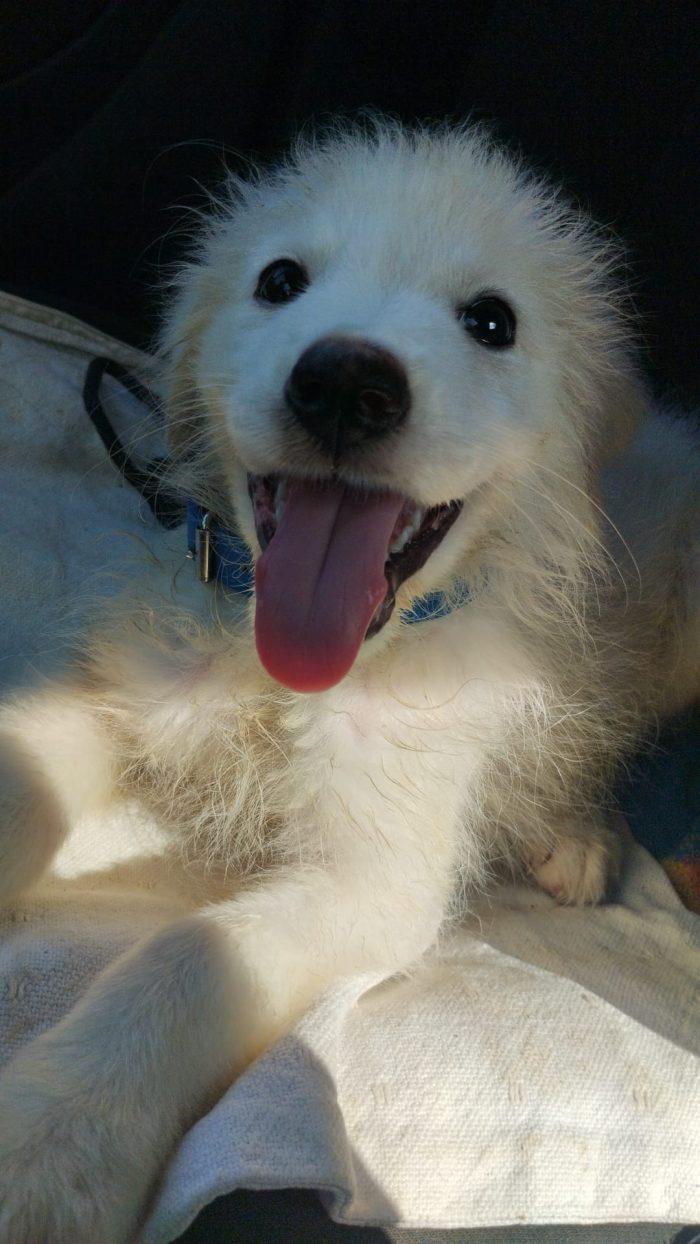 CUCCIOLINO DOLCE E SPLENDIDO  CERCA CONDIVISIONI E ADOZIONE 🏠