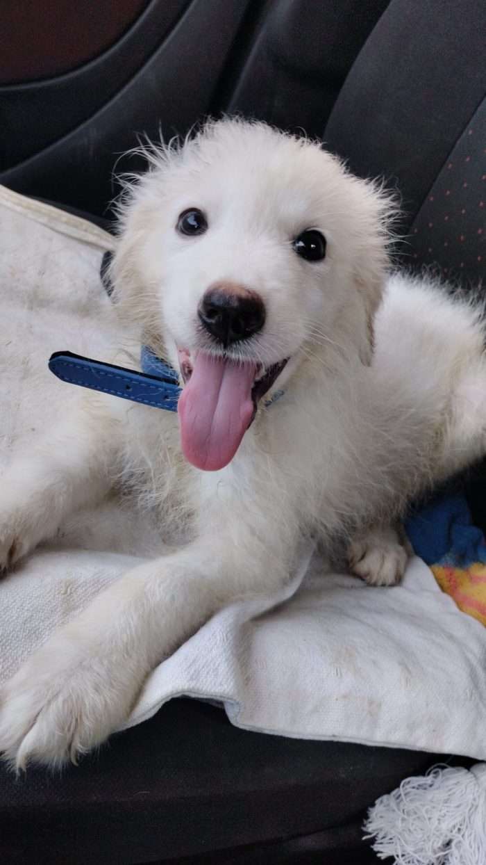 CUCCIOLINO DOLCE E SPLENDIDO  CERCA CONDIVISIONI E ADOZIONE 🏠