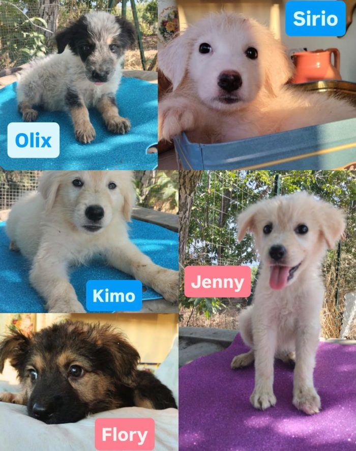 CUCCIOLINO DOLCE E SPLENDIDO  CERCA CONDIVISIONI E ADOZIONE 🏠