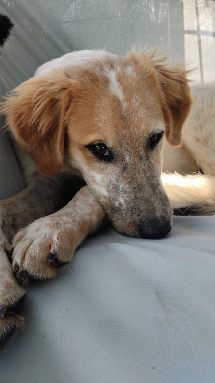 Bim splendido cucciolotto cerca casa