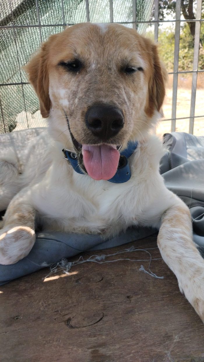 Bim splendido cucciolotto cerca casa