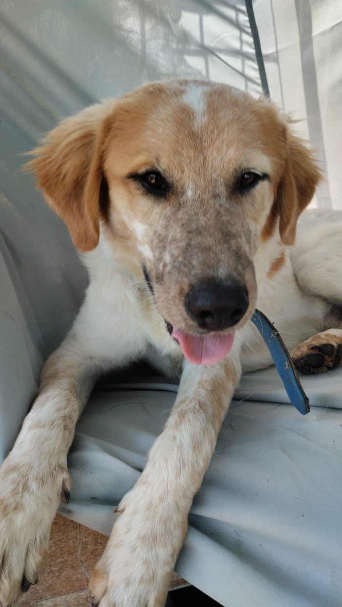 Bim splendido cucciolotto cerca casa - media 6