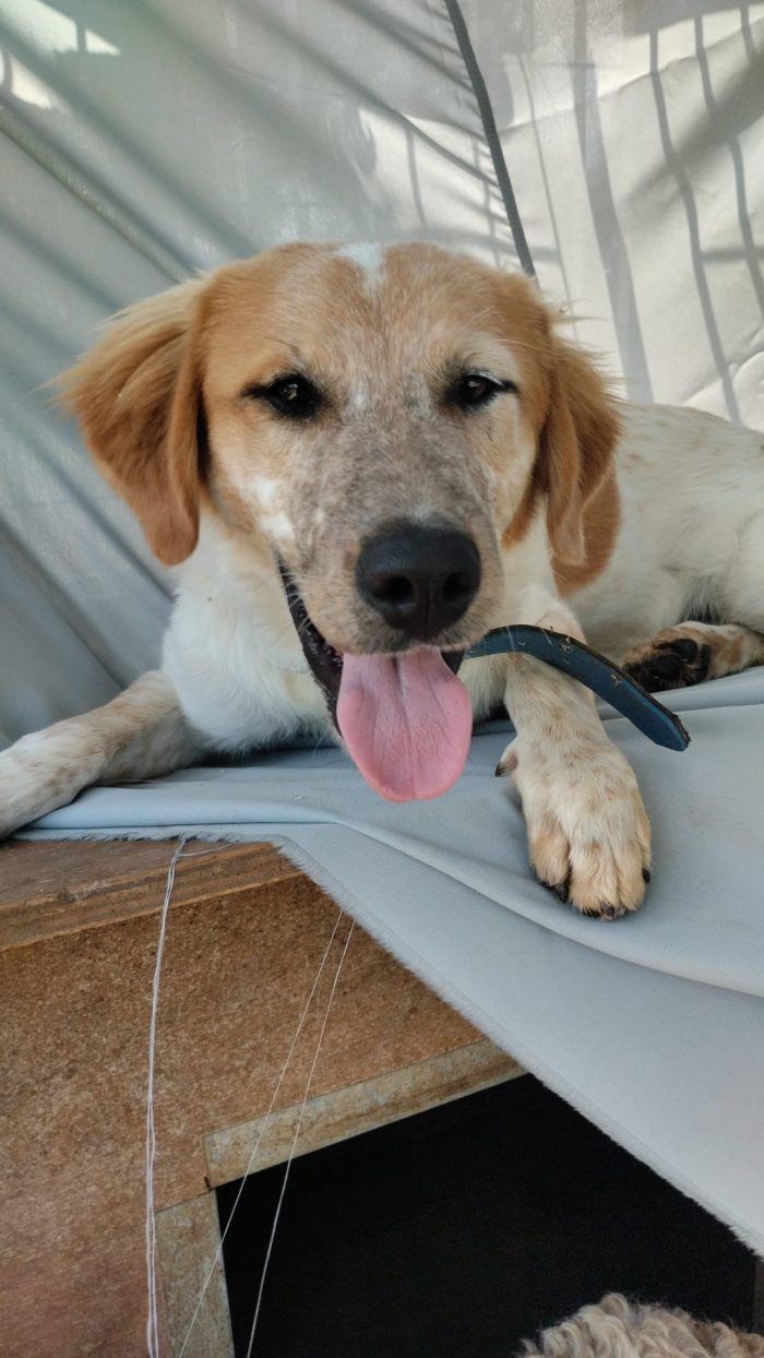 Bim splendido cucciolotto cerca casa - media 7