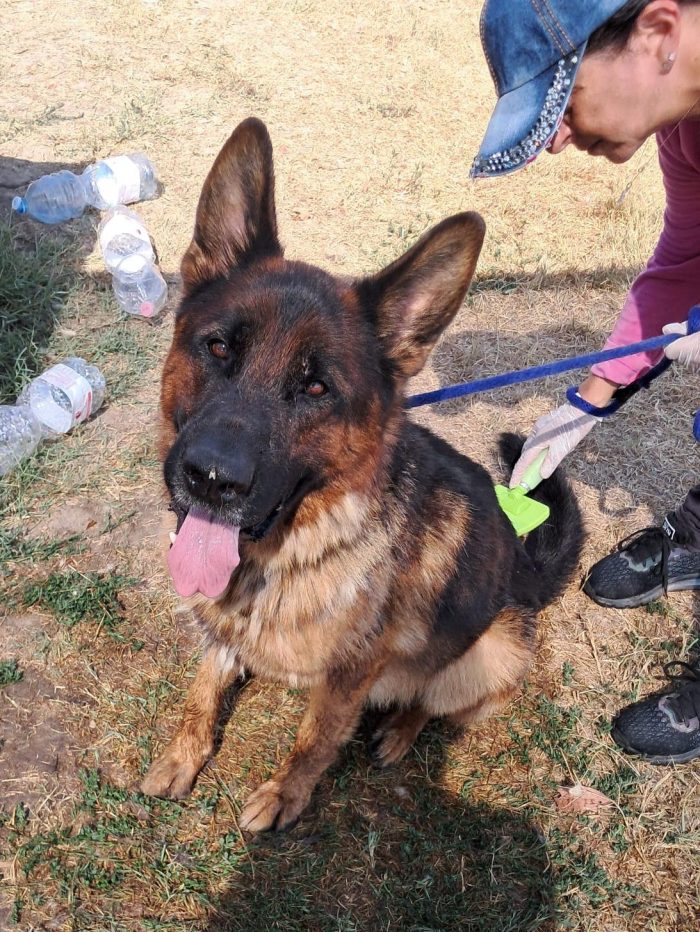 Matt, la dolcezza fatta cane