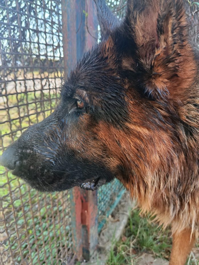 Matt, la dolcezza fatta cane