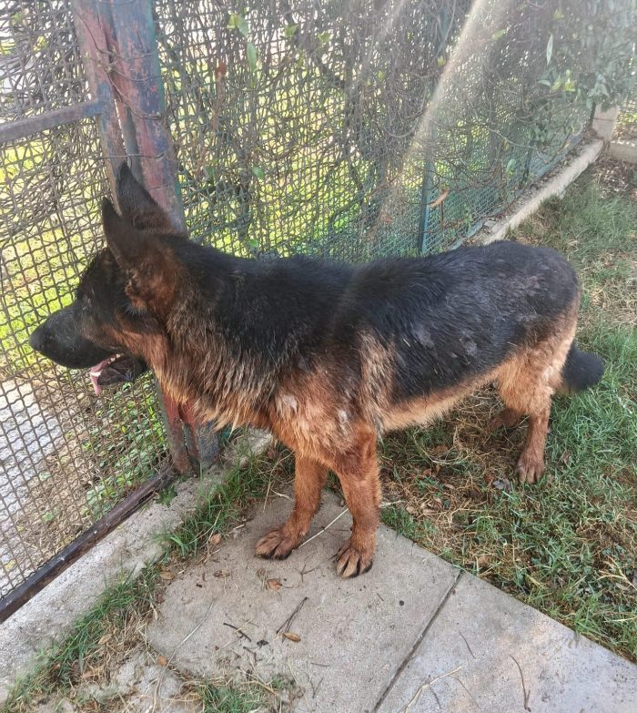Matt, la dolcezza fatta cane