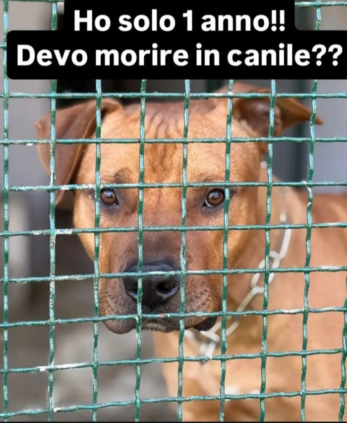 Mix Pitbull 3anni vissuto coi bambini finito in canile miseramente. COSENZA