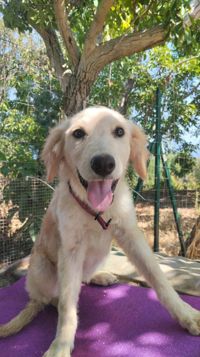 Alba splendida cucciola simil Golden Retriever