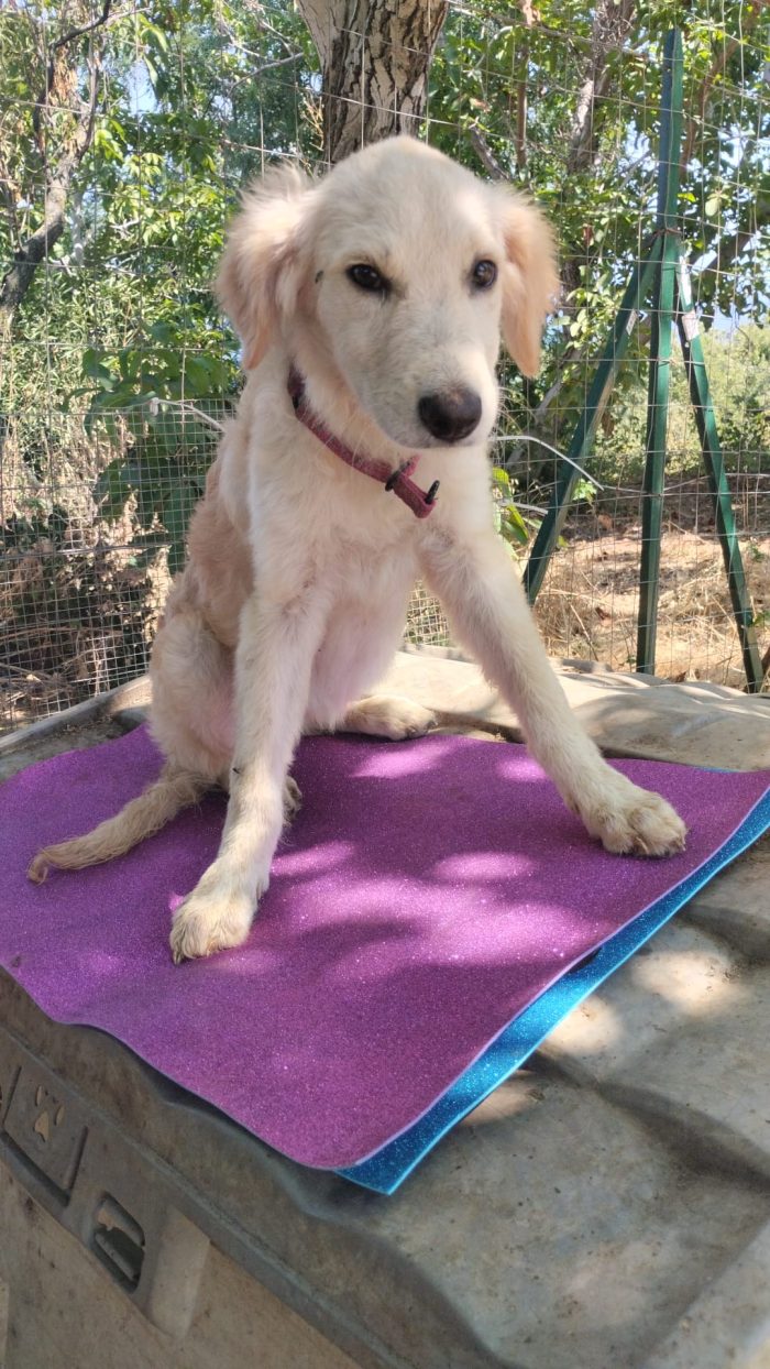 Alba splendida cucciola simil Golden Retriever