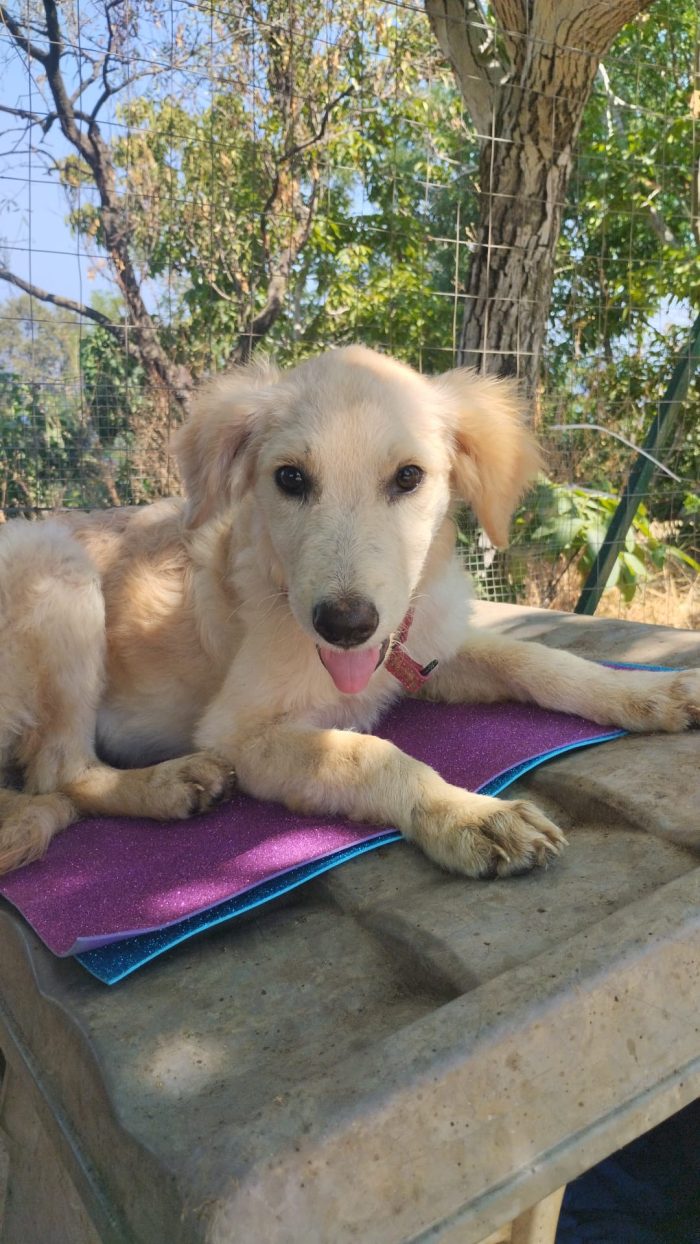 Alba splendida cucciola simil Golden Retriever - media 4
