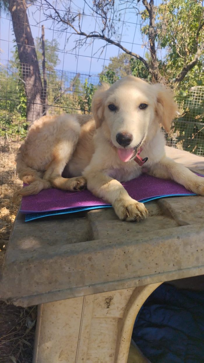 Alba splendida cucciola simil Golden Retriever
