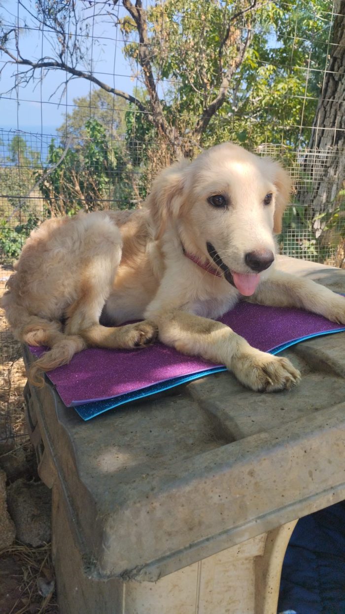 Alba splendida cucciola simil Golden Retriever - media 7