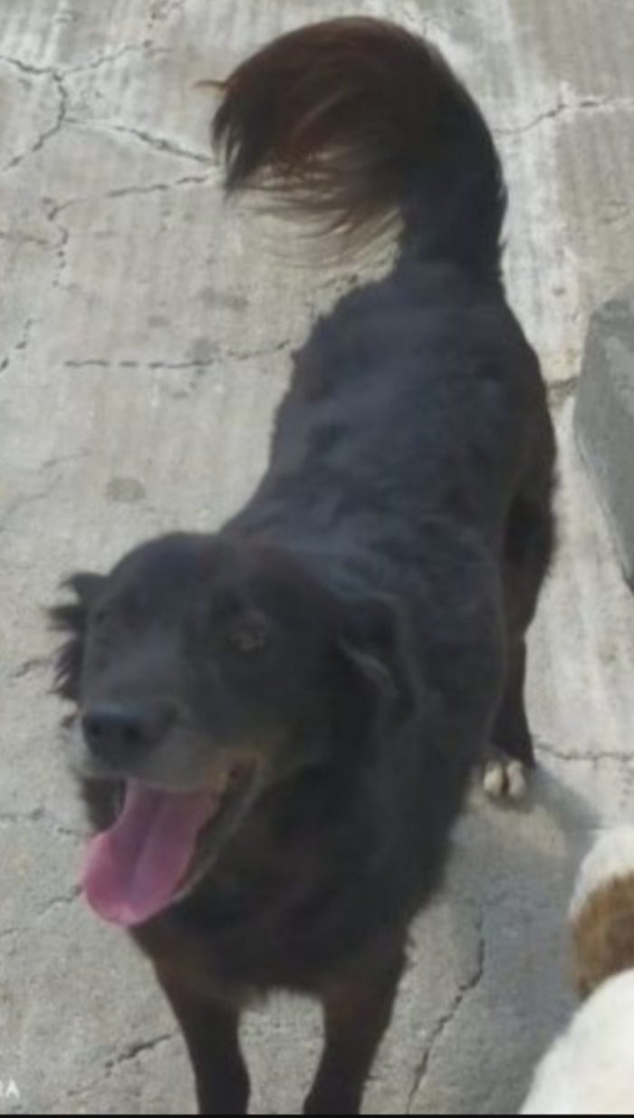 Charly povero sfortunato FU PORTATO IN CANILE(lager) XCHÈ NN PIACEVA +AL FIGLIO..6ANNI FA!! Nessuno lo ha scelto...vive h 23 in box.Solo 1foto x liberarlo