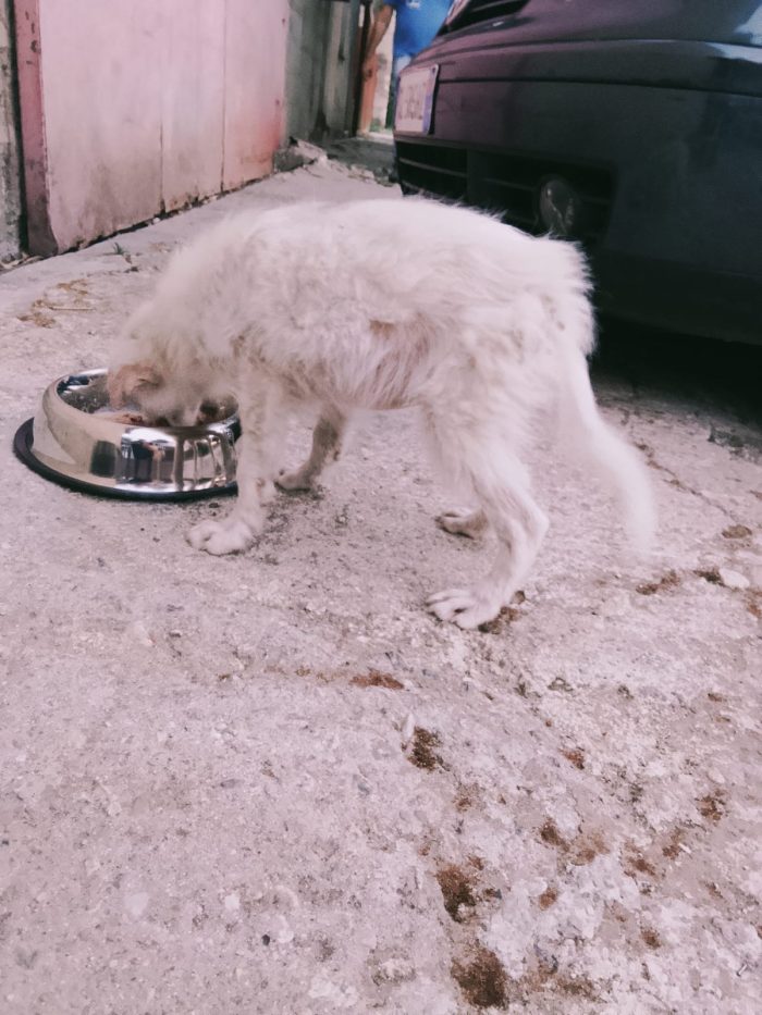 Gioia splendida dolce cucciolina cerca casa
