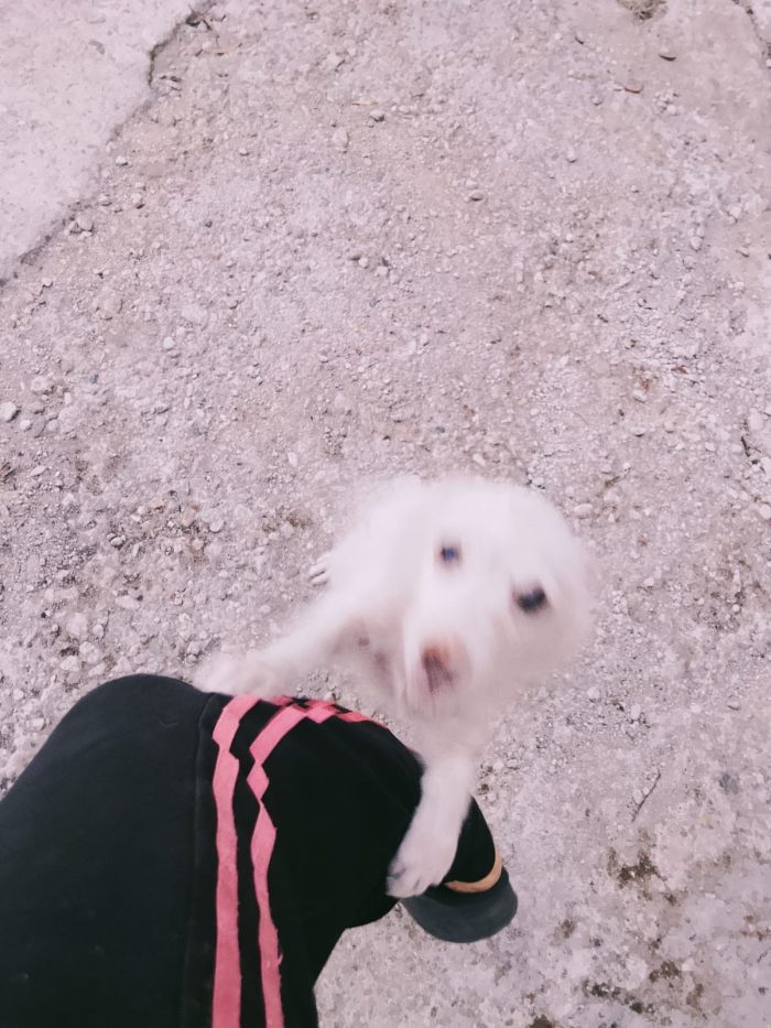 Gioia splendida dolce cucciolina cerca casa