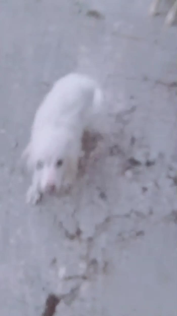 Gioia splendida dolce cucciolina cerca casa - media 7