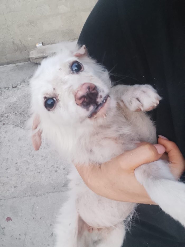 Gioia splendida dolce cucciolina cerca casa - media 5