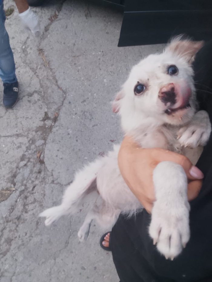 Gioia splendida dolce cucciolina cerca casa - media 6