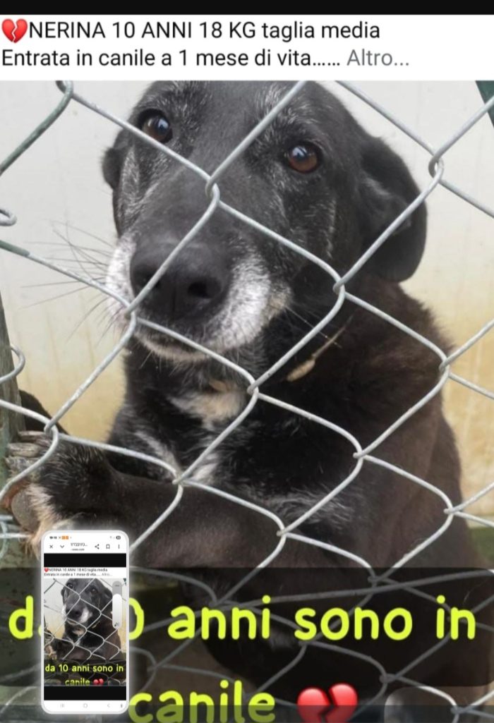 Nerina anziana una vita misera ed inutile..ha trovato stallo a Roma in attesa della tanto agognata casa!
