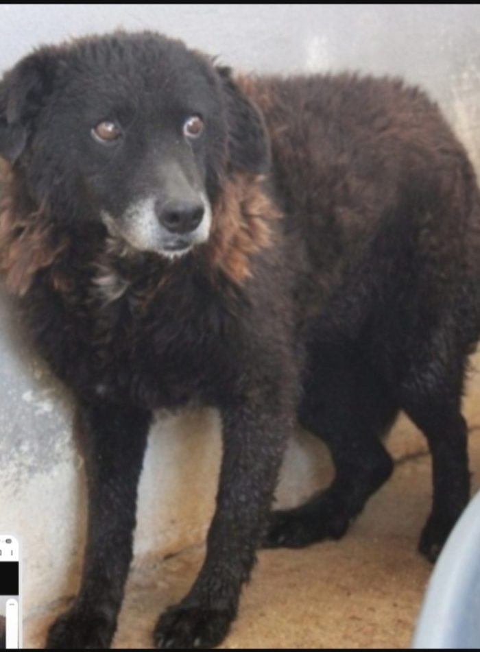 Nerina anziana una vita misera ed inutile..ha trovato stallo a Roma in attesa della tanto agognata casa!