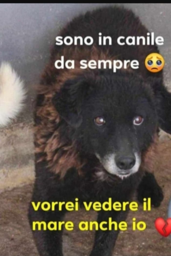 Nerina anziana una vita misera ed inutile..ha trovato stallo a Roma in attesa della tanto agognata casa!