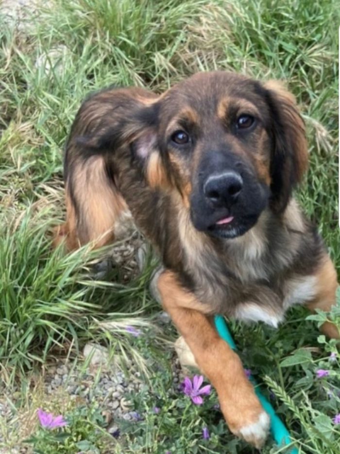 Aron (mamma Setter)2anni e 1/2 in rifugio da cucciolo.PROV COSENZA