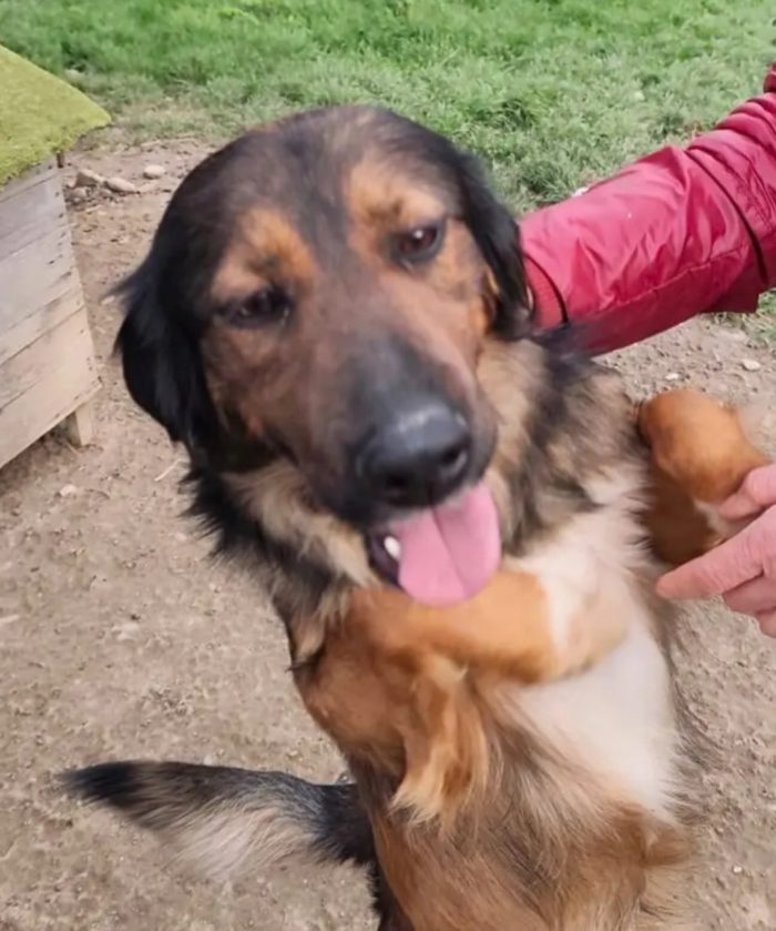 Aron (mamma Setter)2anni e 1/2 in rifugio da cucciolo.PROV COSENZA - media 4