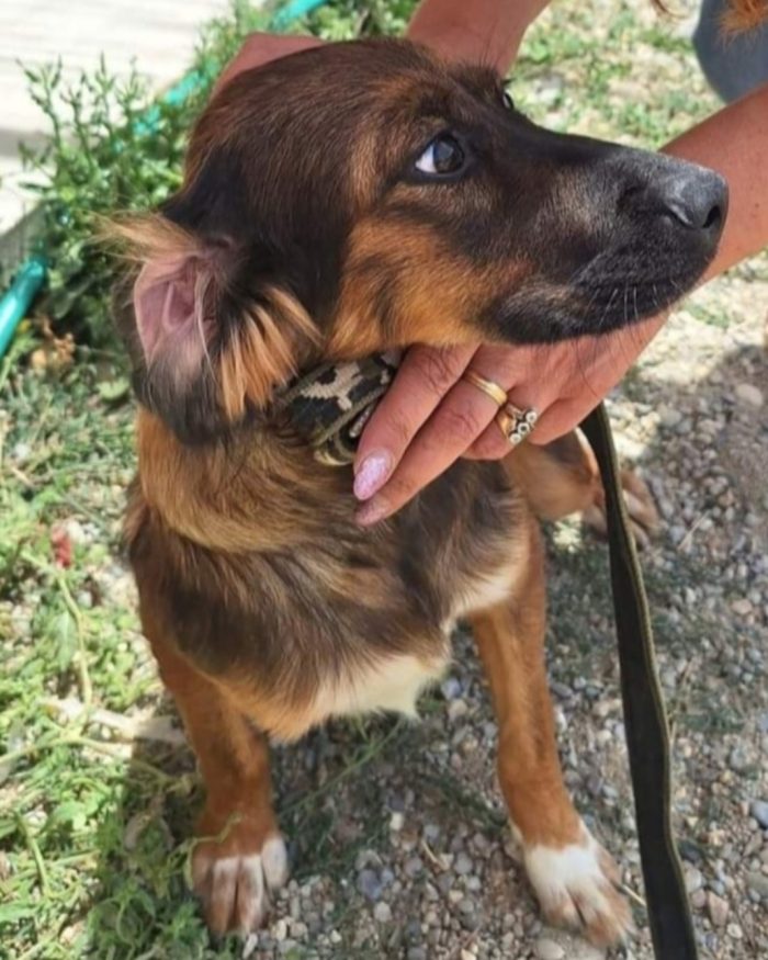 Aron (mamma Setter)2anni e 1/2 in rifugio da cucciolo.PROV COSENZA - media 5