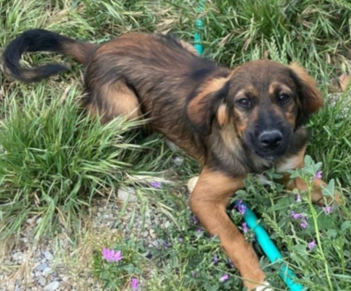 Aron (mamma Setter)2anni e 1/2 in rifugio da cucciolo.PROV COSENZA