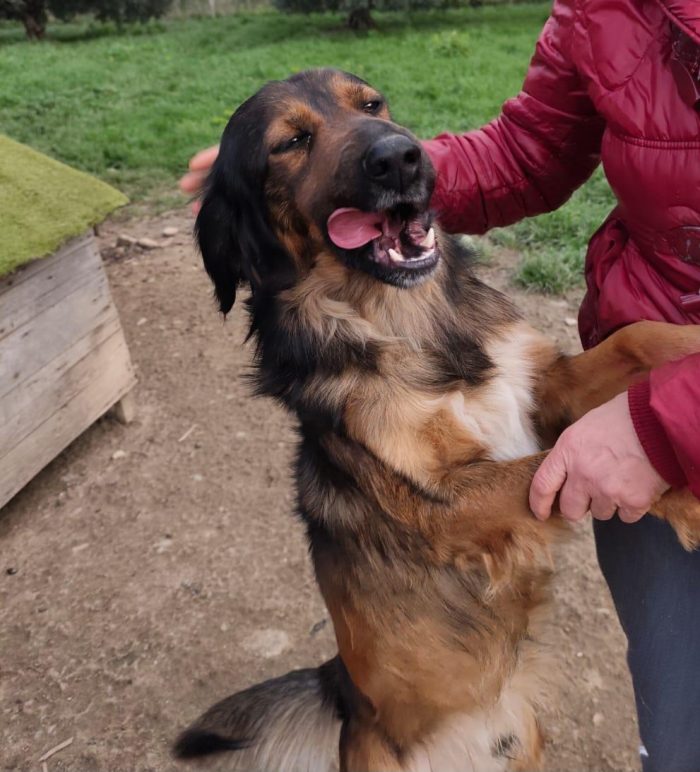 Aron (mamma Setter)2anni e 1/2 in rifugio da cucciolo.PROV COSENZA - media 7
