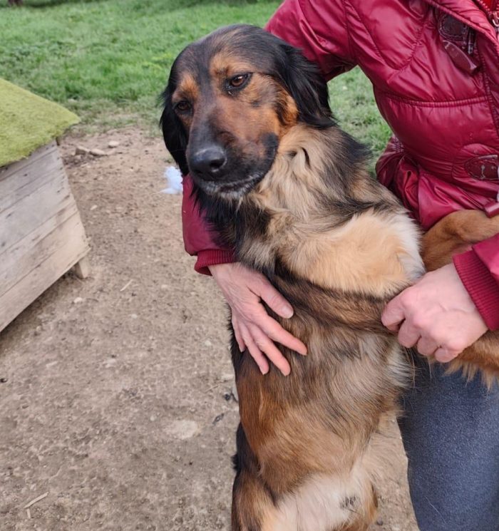 Aron (mamma Setter)2anni e 1/2 in rifugio da cucciolo.PROV COSENZA - media 8