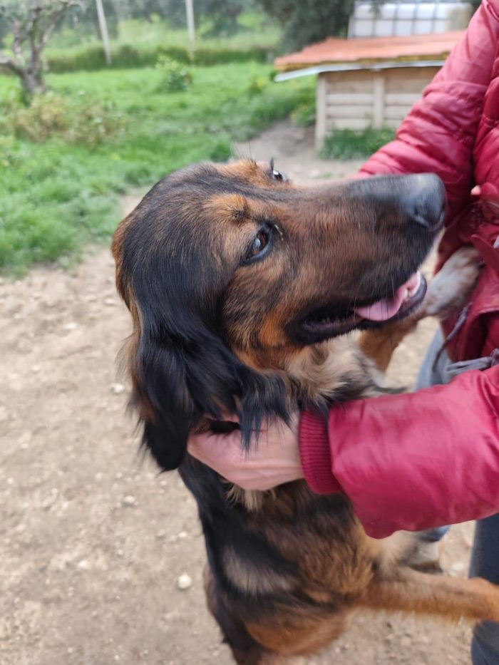 Aron (mamma Setter)2anni e 1/2 in rifugio da cucciolo.PROV COSENZA - media 9