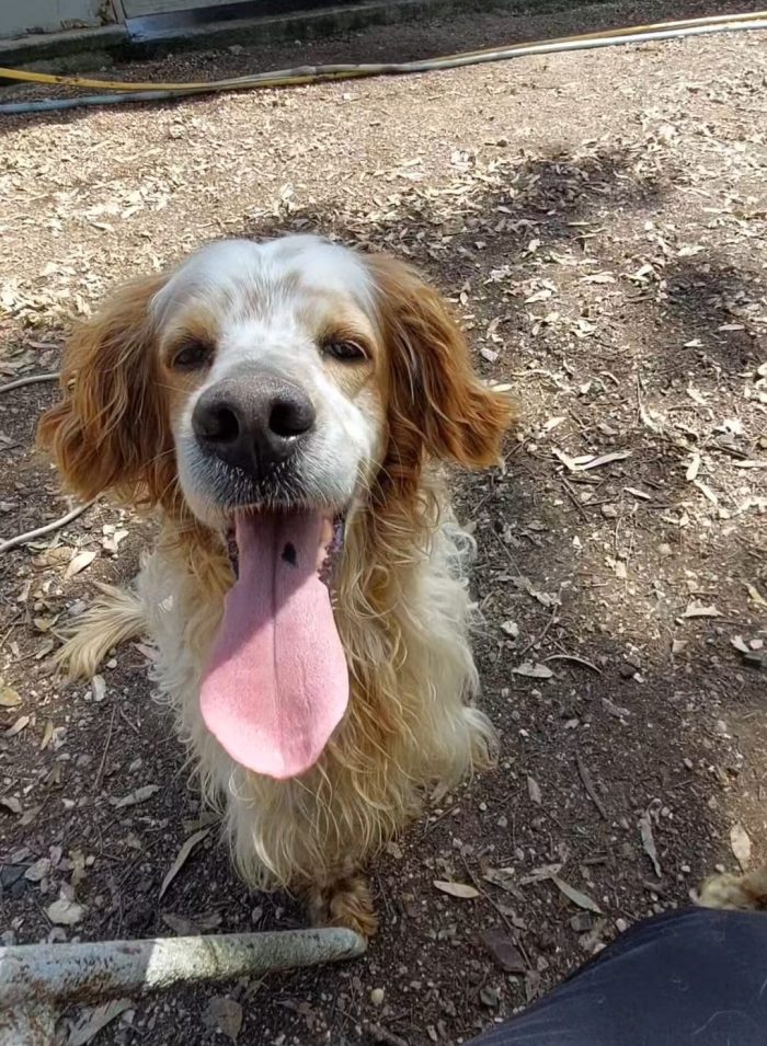 Il suo nome è  una garanzia.. Biscotto