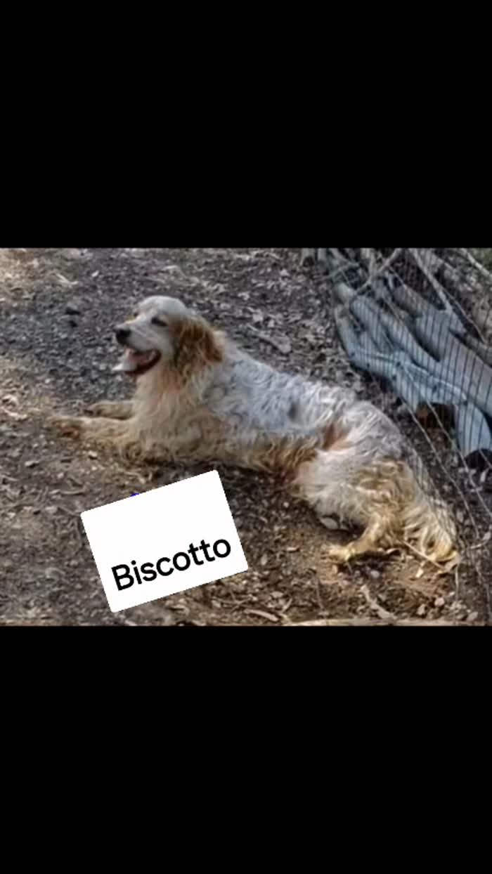 Il suo nome è  una garanzia.. Biscotto - media 4