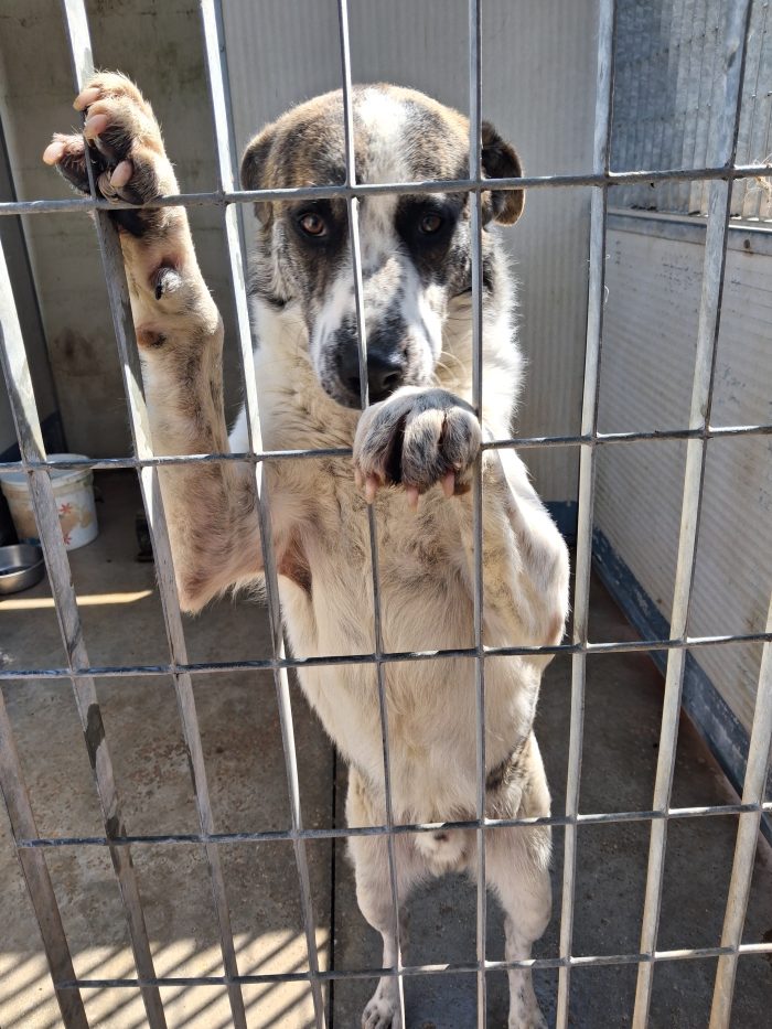 Da cane libero ad una cella che non lascia scampo