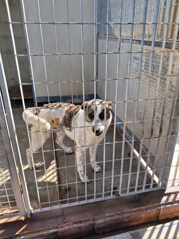 Da cane libero ad una cella che non lascia scampo